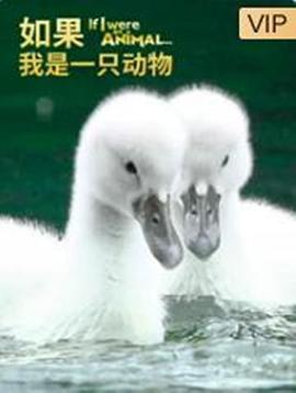 如果我是一只动物第1集